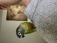 Bird.webp