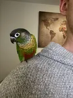 Bird.webp