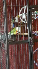 VideoCapture_20200430-152307.webp