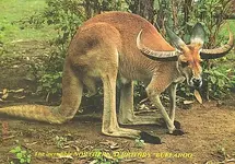 buffaroo.webp
