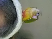 ConureOnHead.webp