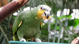 Vic Parrot.webp
