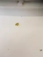 97482835_233953747908212_8833960834028797952_n.webp