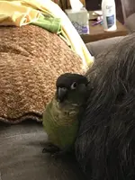 Bert loves Daddys hair 072317.webp