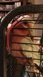 charlie duplicate.webp