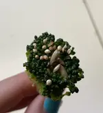 broccoliseed.webp