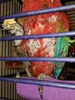 chest.webp