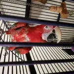 hangin.webp