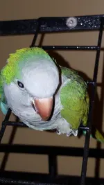 Suezoo1.webp