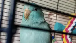 Beak 2.webp