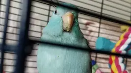 Beak 1.webp