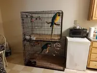 Macaw.webp
