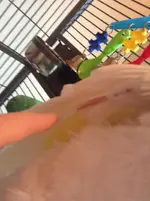 noodles feather under wing 2.webp