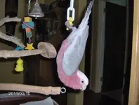 HPIM1886.webp