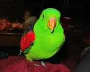 001.webp