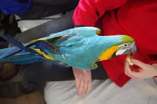 Sunny feathers backside 17-jan-2019.webp