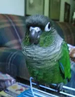 10338292_10152214832151728_6927214050211466554_n.webp 10338292_10152214832151728_6927214050211466554_n.webp