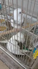 social distancing.webp