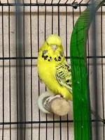 budgie 1.webp