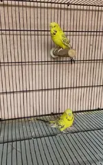 budgie 3.webp