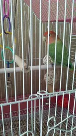 oscar.webp