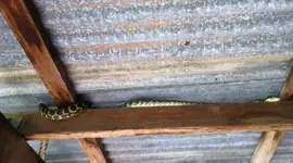 snake2.webp