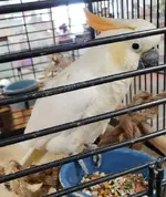 Cockatoo for sale 2.webp Cockatoo for sale 2.webp
