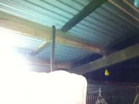 snake 4.webp