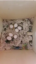 Eggs.webp