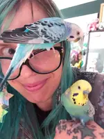 budgiebuddies.webp