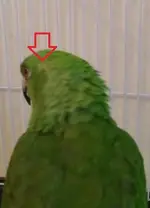 116327761_620958828547559_1682171195557961332_n.webp