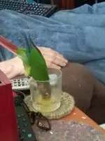 Tyghe drinking OJ.webp