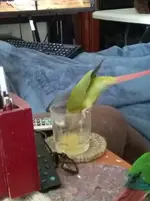 Celebi drinking OJ.webp
