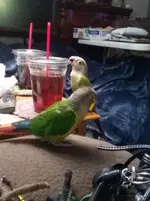 Celebi trying to remove lid.webp