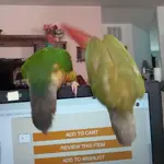 Tyghe & Celebi seeing what I'm doing on PC.webp