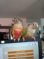Tyghe & Celebi sitting on PC.webp