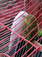 budgies naptime.webp