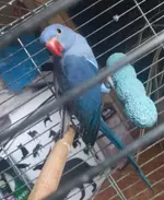 Ringnec Violet or kobalt .webp