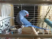 Ringneck Violet.webp