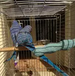 fialovÃ½ a modrofialovÃ½.webp