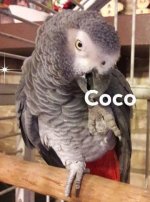 This is Coco, the bird we received and we loved him.jpg