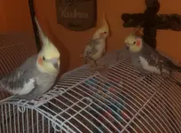 Boo, Sunny, and Ziggy.webp