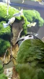 Screenshot_20190502-160327_Video Player.webp