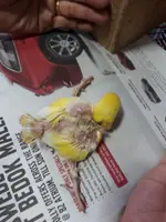 IMG-20171205-WA0023.webp