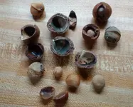 moldy mac nuts.webp