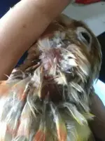 vgbhj.webp