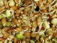 Sprouts.webp