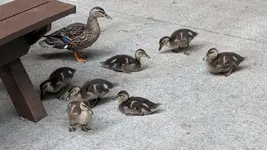 watchful momma duck.webp