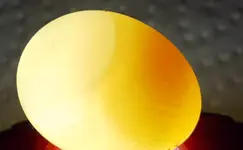 egg.webp