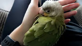 First Cuddle.webp